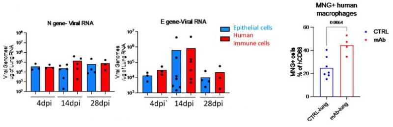 Sars Cov Viral Replication In Human Macrophages Enhances An