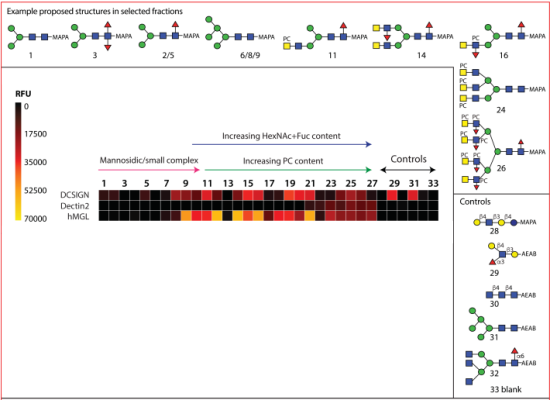 Recognition Of N Glycans Of The Porcine Whipworm By The Immune System Mx